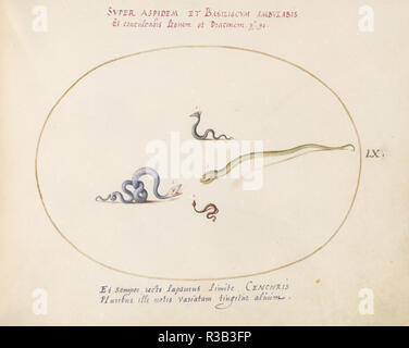 Animalia Qvadrvpedia et Reptilia (Terra): Plate LX. Dated: c. 1575/1580. Dimensions: page size (approximate): 14.3 x 18.4 cm (5 5/8 x 7 1/4 in.). Medium: watercolor and gouache, with oval border in gold, on vellum. Museum: National Gallery of Art, Washington DC. Author: Joris Hoefnagel. Stock Photo