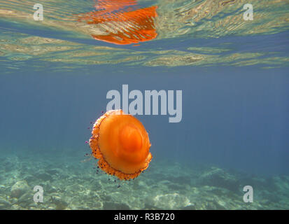 fried egg jellyfish in the mediterranean Stock Photo
