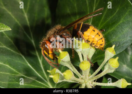 European hornet (Vespa crabro) on pollen of Common ivy (Hedera helix), Baden-Württemberg, Germany Stock Photo