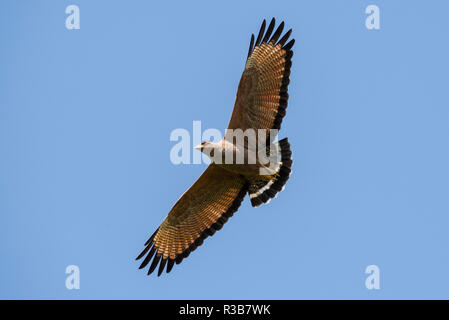 Savanna hawk (Buteogallus meridionalis) in flight, Pantanal, Mato Grosso, Brazil Stock Photo