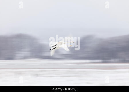 Two Whooper swans (Cygnus cygnus) in flight in winter, motion blur, province Örebro län, Sweden Stock Photo