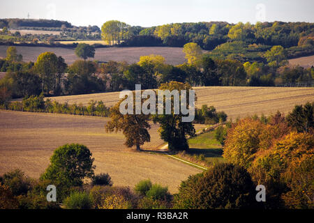 Autumn landscape with fields and forest, near Oelde, Münsterland, North Rhine-Westphalia, Germany Stock Photo