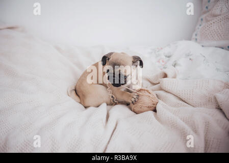 Funny Sleepy Pug Dog with gum in the eye sleep Stock Photo