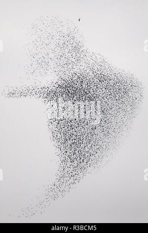 European Starling (Sturnus vulgaris) murmuration of huge flying flock with hunting Peregrine Falcon (Falco peregrinus), Germany | usage worldwide Stock Photo