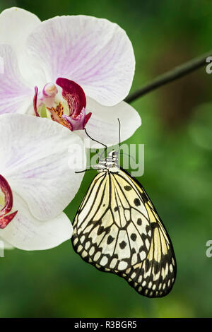 Paper Kite butterfly, Idea leuconoe Stock Photo