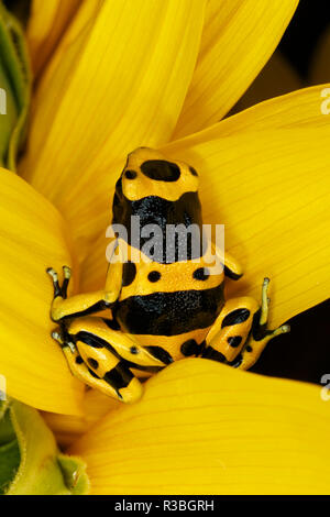 Bumblebee dart frog, Dendrobates leucomelas, also known as Yellow-banded poison dart frog
