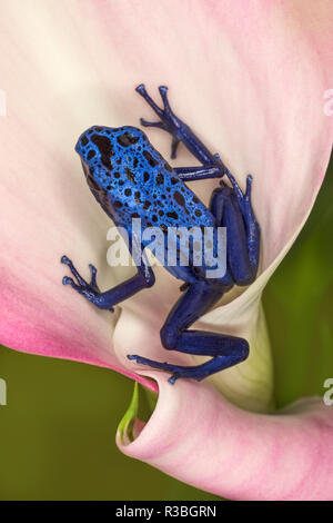 Blue poison dart frog, or Blue azureus, Dendrobates tinctorius 'azureus' Stock Photo
