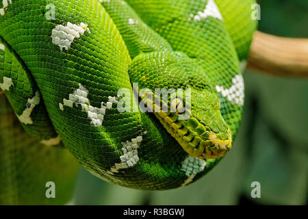 Green tree python, Morelia viridis, native to New Guinea and Indonesia Stock Photo