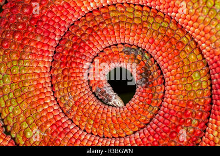 Curled circular pattern of red scales on Panther Chameleon tail, Furcifer pardalis, native to Madagascar Stock Photo