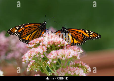 Two Monarch butterflies on butterfly weed flowers, Danaus plexippus Stock Photo