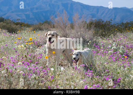 Yellow Labrador Retrievers standing in a field of desert wildflowers (PR) Stock Photo
