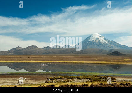 Snowcapped volcano Sajama with flamingos foreground, Sajama National Park, Bolivia Stock Photo