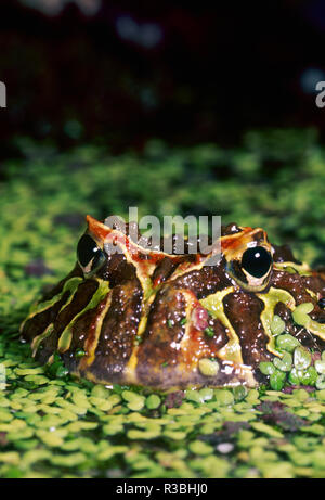 Cranwell's horned frog (Ceratophrys cranwelli), Brazil rainforest Stock Photo