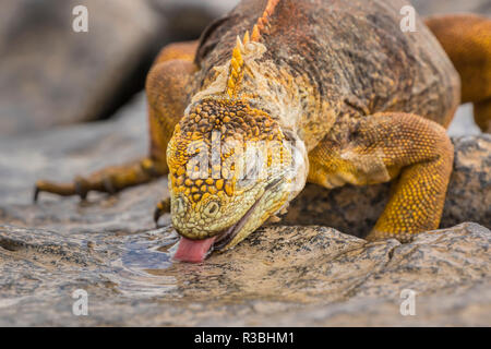 Ecuador, Galapagos National Park. Land iguana drinking from rain puddle. Stock Photo