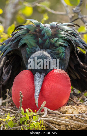 Ecuador, Galapagos National Park. Male Frigatebird displaying throat sac. Stock Photo