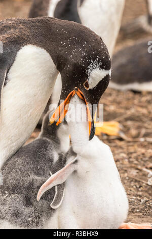 Falkland Islands, Sea Lion Island. Gentoo parent feeding chick. Stock Photo