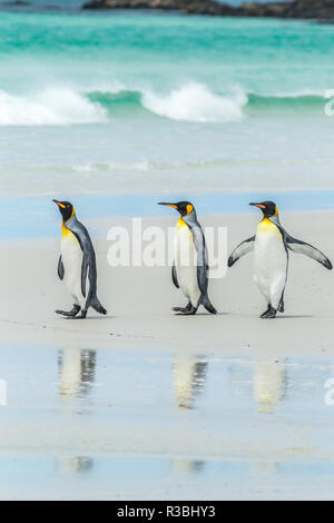 Falkland Islands, East Falkland. King penguins walking on beach.