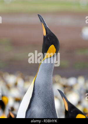 King Penguin (Aptenodytes patagonicus) on the Falkland Islands in the South Atlantic. Stock Photo