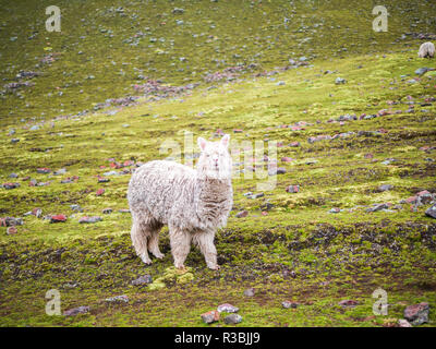 View of an alpaca around the Rainbox Mountain, Vinicunca Stock Photo