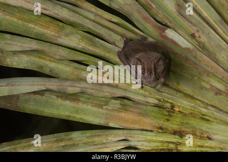A fruit bat roosting on the underside of a palm in the Peruvian Amazon. Stock Photo