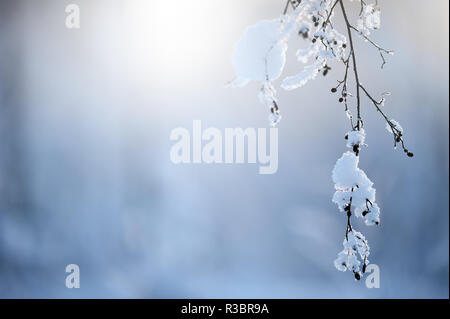 Frost and snow covered alder tree branches Stock Photo