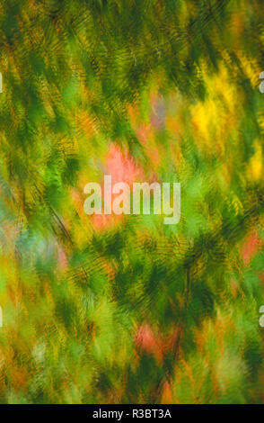 Blurry background image of green and orange fall leaves in golden light. Stock Photo