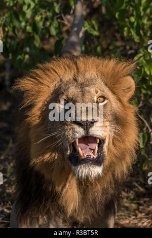 Africa, Botswana, Moremi Game Reserve. Close-up of male lion. Credit as: Jones & Shimlock / Jaynes Gallery / DanitaDelimont.com Stock Photo