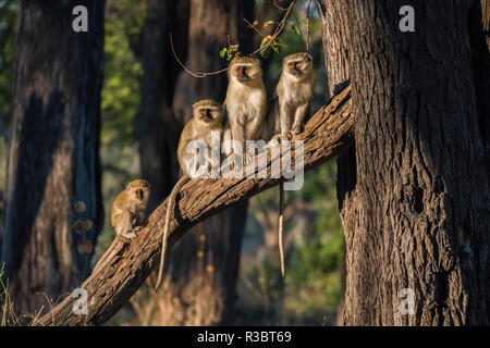 Africa, Botswana, Moremi Game Reserve. Vervet monkeys in tree. Credit as: Jones & Shimlock / Jaynes Gallery / DanitaDelimont.com Stock Photo