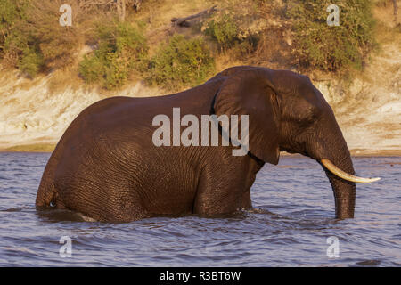 Elephant, (Loxodonta Africana) emerges from swimming across the Chobe River in Chobe National Park, Botswana, Africa. Stock Photo