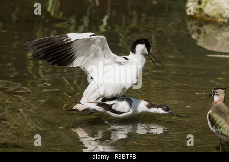 Pair of Avocets (Recurvirostra avosetta) mating while standing in water. Stock Photo