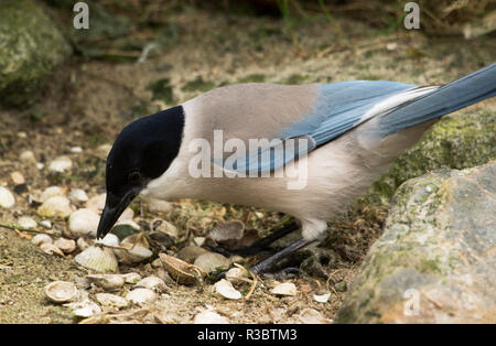 The Azure-winged Magpie (Cyanopica cyanus) is always ready to come in for food. Stock Photo