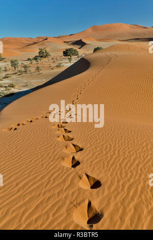 Sand ripple patterns in the desert of Sossusvlei, Namibia with tracks of an Oryx Stock Photo