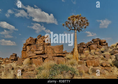 Quiver trees landscape, Namibia Stock Photo