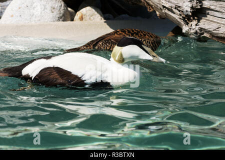 The Eider (Somateria mollissima) is a sea going duck that only comes inland in winter.Adult male in breeding plumage. Stock Photo