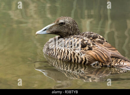 The Eider (Somateria mollissima) is a sea going duck that only comes inland in winter.This bird is an adult female. Stock Photo