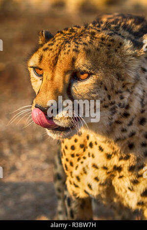 Africa, Namibia, Keetmanshoop. Cheetah at the Quiver tree Forest Rest Camp Stock Photo