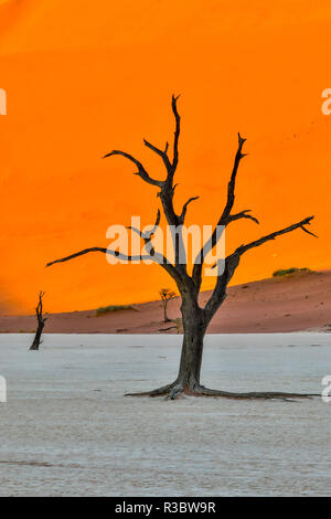 Africa, Namibia, Sossusvlei. Dead Acacia Trees in the White Clay Pan at Deadvlei in the Morning Light Stock Photo