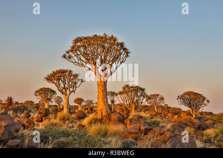 Africa, Namibia, Keetmanshoop, Quiver tree Forest at the Quiver tree Forest Rest Camp Stock Photo