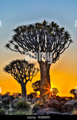 Africa, Namibia, sunrise at the Quiver tree Forest at the Quiver tree Forest Rest Camp Stock Photo