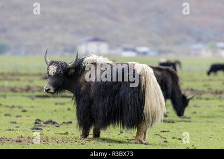 China, Yunnan Province, Northwestern Yunnan, Shangri-La, Napa Lake, yak, (Bos grunniens). Adult yaks in a pasture near Napa Lake. Stock Photo