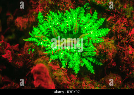 Underwater fluorescence emitted and photographed using special barrier filter. Branching Anemone (Actinodendron) Alor, Indonesia Stock Photo