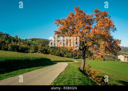 Typical Fall landscape in the Northern Apennines with oak and rural road. Bologna province, Emilia Romagna, italy. Stock Photo