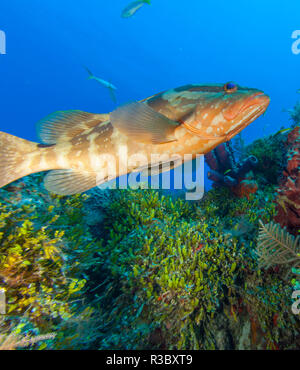 Black Grouper, Northern Bahamas, Caribbean Stock Photo