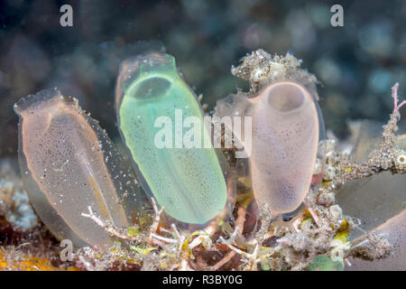 tunicate is a marine invertebrate animal, a member of the subphylum Tunicata, which is part of the Chordata, Stock Photo
