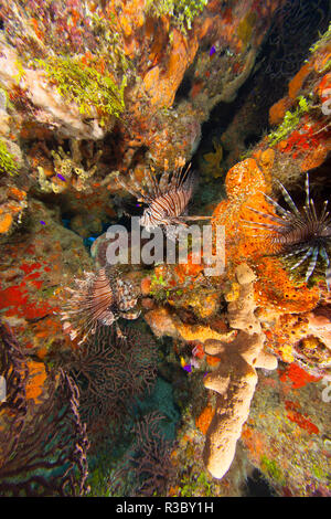 Invasive species, Indo Pacific Lionfish (Pterois volitans) West Sand Ridge, Bahamas Bank near Grand Bahama, Caribbean Stock Photo