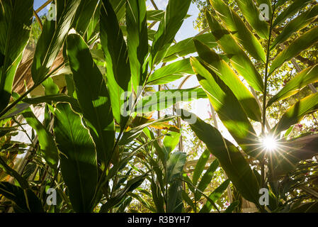 St. Kitts and Nevis, Nevis. Cole Hill, tropical plants Stock Photo