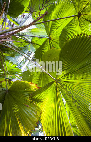 St. Kitts and Nevis, Nevis. Cole Hill, tropical plants Stock Photo