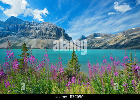 Canada, Alberta, Banff National Park. Crowfoot Mountains and fireweeds along Bow Lake. Stock Photo