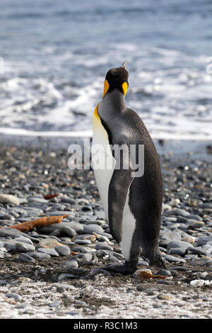 King Penguin looks out to sea in Salisbury Plain on South Georgia in Antarctica Stock Photo