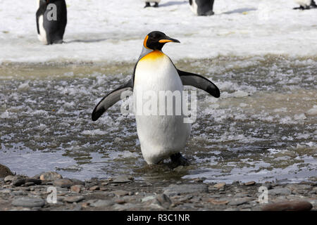 A king penguin waddles in the slush on Salisbury Plain on South Georgia in Antarctica Stock Photo